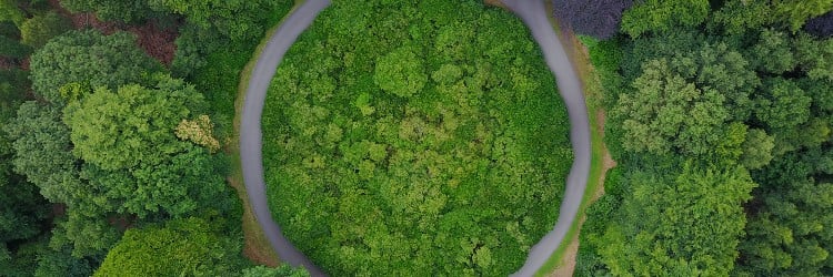 Trees and pathways from above