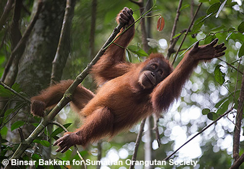 Orangutan-reach-photocredit.jpg