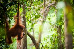Andrew Walmsley, Sumantran Orangutan Society