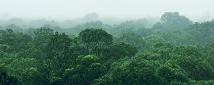 Lush green canopy of trees fills the misty landscape, creating a serene and tranquil atmosphere in the forest.