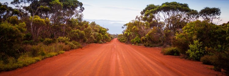 A winding dirt road flanked by tall green trees and shrubs under a clear sky, leading into a serene, natural landscape.