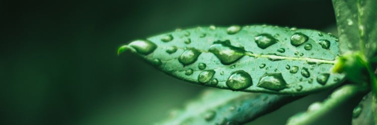 Close up of water on a leaf