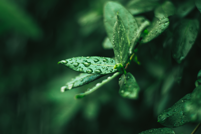 Demystifying Product Carbon Footprints (PCFs) and their role in customer trust
